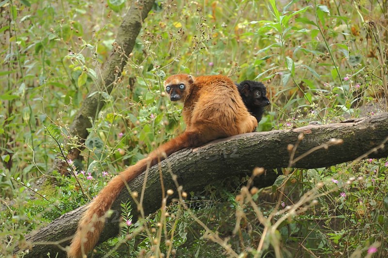 Blue-eyed maki (Eulemur macaco flavifrons), two, female, male, adult, captive