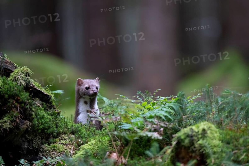 Beech marten (Martes foina), Bitburg, Rhineland-Palatinate, Germany, Europe