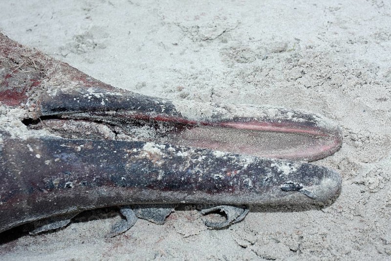 Sowerby's beaked whale (Mesoplodon bidens), North Sea beaked whale, flipper, found dead in the mudflats, Lower Saxony Wadden Sea National Park, Lower Saxony, Germany, Europe