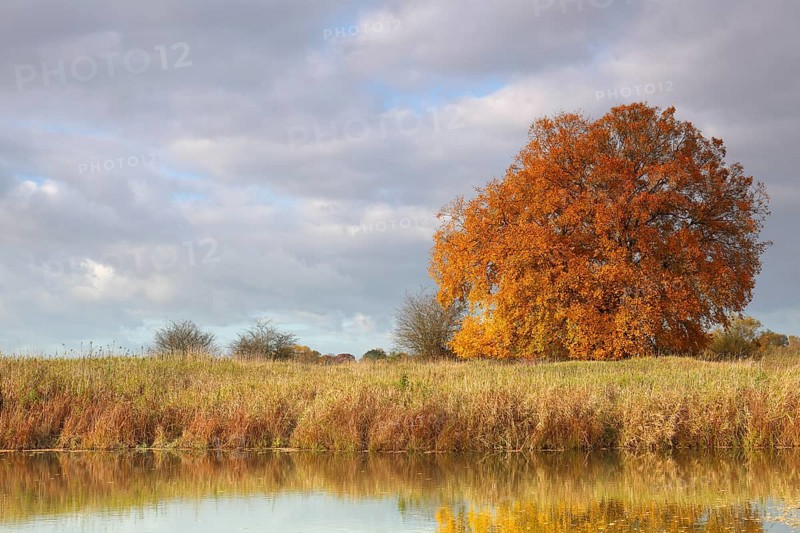 Ancient oaks in autumn foliage at an oxbow lake, Middle Elbe Biosphere Reserve, Saxony-Anhalt, Germany, Europe