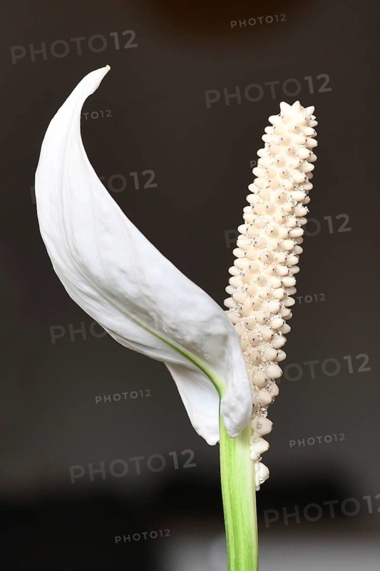 Close (Spathiphyllum) up of blooming white tropical plant spadix flower
