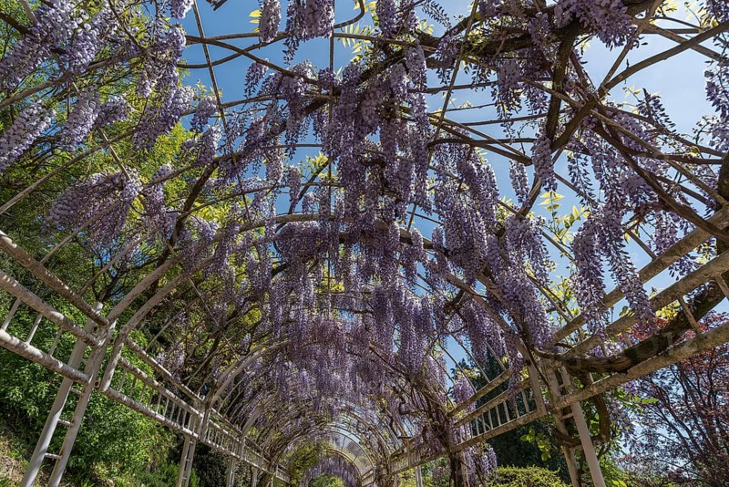 Flowering chinese wisteria (Wisteria sinensis) in an arbour in the city garden of Emmendingen, Baden-Württemberg, Germany, Europe