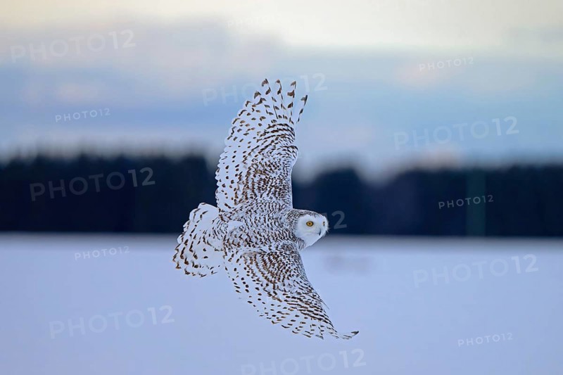 Female snowy owl (Nyctea scandiaca) (syn. Bubo scandiaca) in flight, wings spread, Quebec, Canada, North America