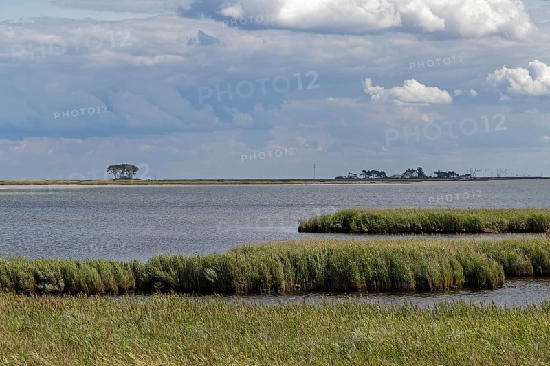 Reed, nature reserve, coast near Maasholm, Schleswig-Holstein, Germany, Europe