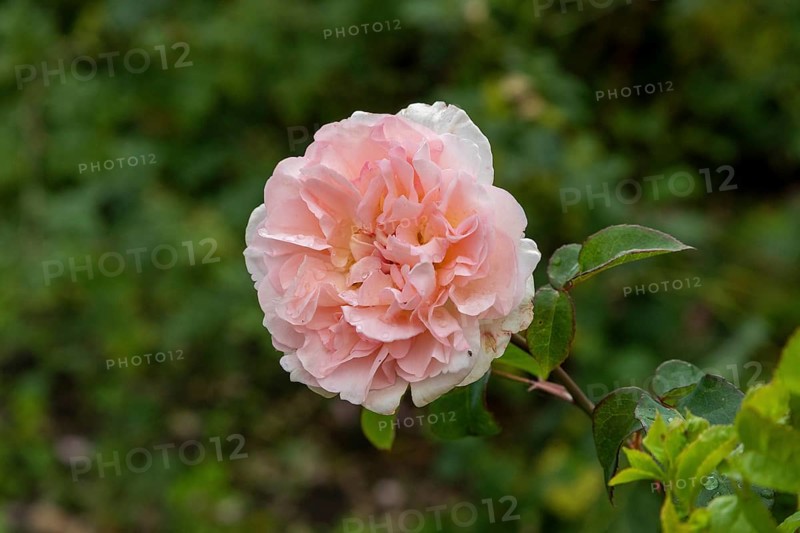 Edelrose, Glücksburg, Schleswig-Holstein, Germany, Europe
