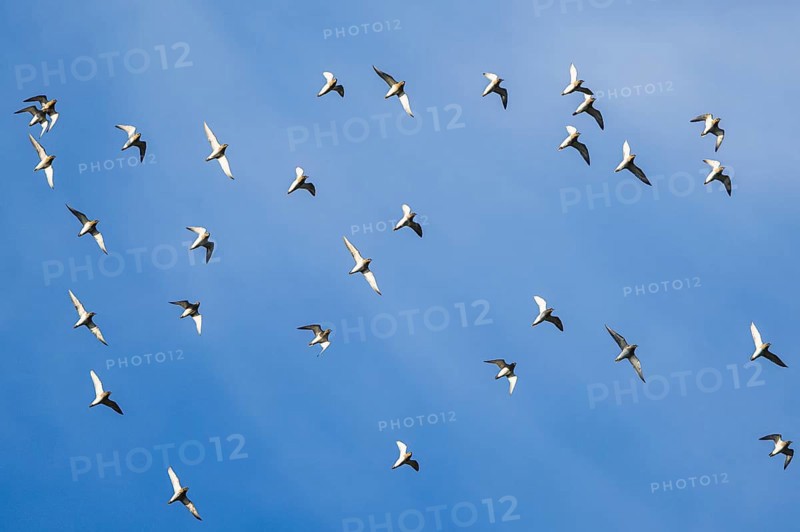 Grey Plover (Pluvialis squatarola) in flight over marshes in winter