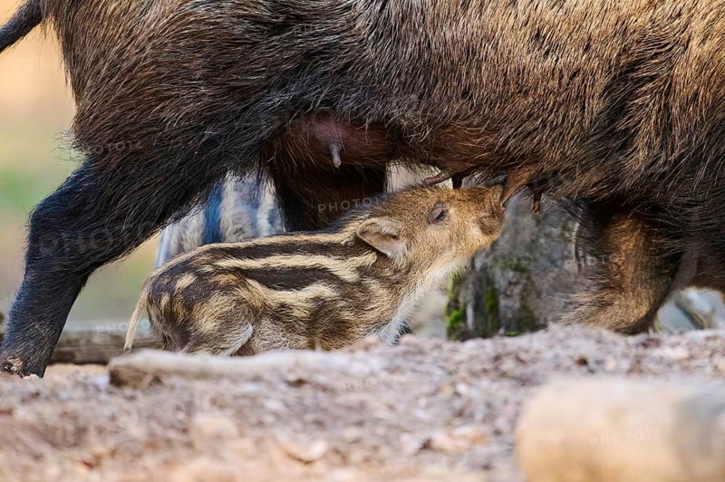 Wild boar (Sus scrofa) squeaker sucking on the tits of its mother in a forest, Bavaria, Germany Europe