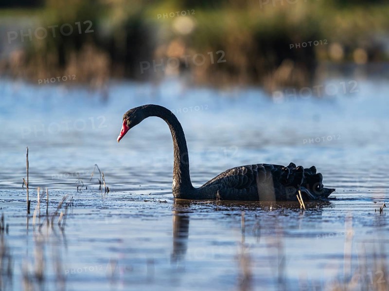 Black Swan (Cygnus atratus) bird on marshes at winter time