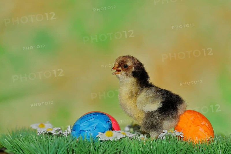Domestic chicken (Gallus gallus domesticus), chicken chicks with colourful Easter eggs, North Rhine-Westphalia, Germany, Europe
