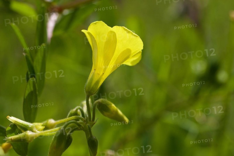 Yellow wood sorrel (Oxalis), macro, flower, lateral, half closed, Zingaro, National Park, Nature Reserve, Northwest, Sicily, Italy, Europe