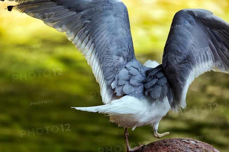 Seagull with spread wings, ready for take-off, close-up, view from behind, symbolic image beginning, departure, farewell