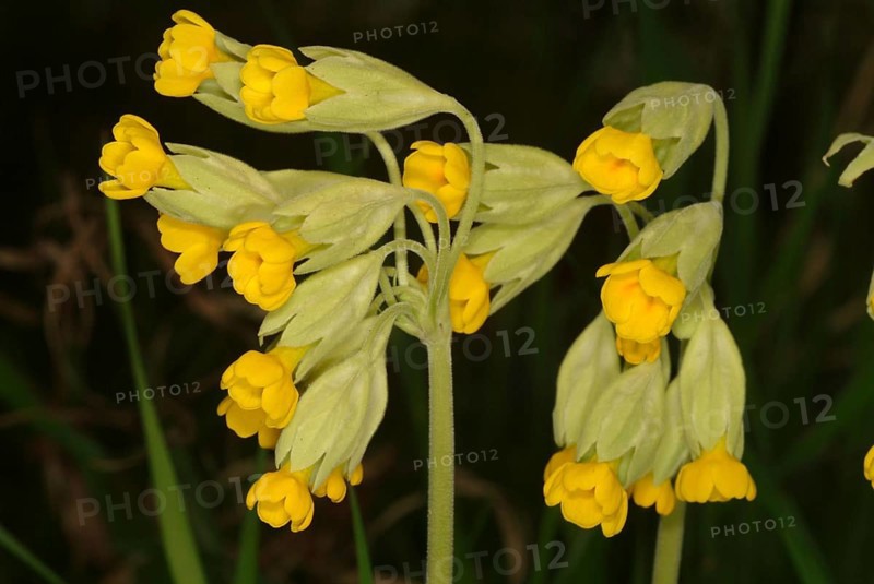 Common cowslip (Primula officinalis), cowslip, apothecary primrose, medicinal plant, plant with fresh flowers, outdoors in nature
