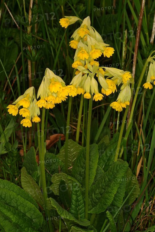 Common cowslip (Primula officinalis), cowslip, apothecary primrose, medicinal plant, plant with fresh flowers, outdoors in nature