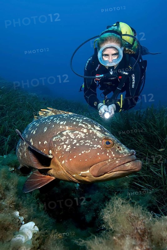 Diver looks up at swims right next to large dusky grouper (Epinephelus marginatus), Mediterranean Sea, Cabrera Marine Reserve, Majorca, Balearic Islands, Balearic Islands, Spain, Europe