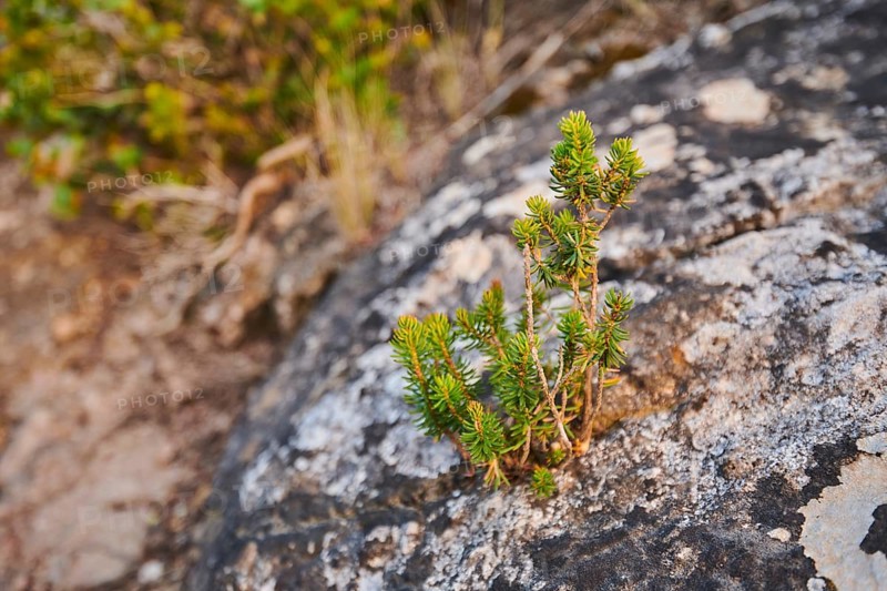 Black crowberry (Empetrum nigrum) growing at Mount "La Talaia del Montmell" at evening, Catalonia, Spain, Europe