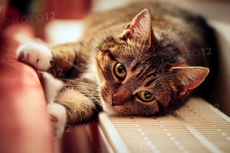 Brown tabby felidae (Felis silvestris catus), lying on heater and warming itself, eye contact, Germany, Europe