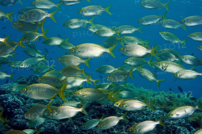 Shoal of salema porgy (Sarpa salpa), Eastern Atlantic, Canary Islands, Fuerteventura, Spain, Europe