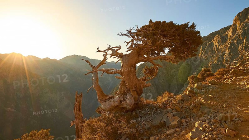 Bizarre gnarled tree, narrow hiking path, Gingilos, hiking on the Gingilos, morning light, back light, sun rays, cloudless blue sky, Samaria Gorge, Omalos, Lefka Ori, White Mountains, West Crete, island of Crete, Greece, Europe