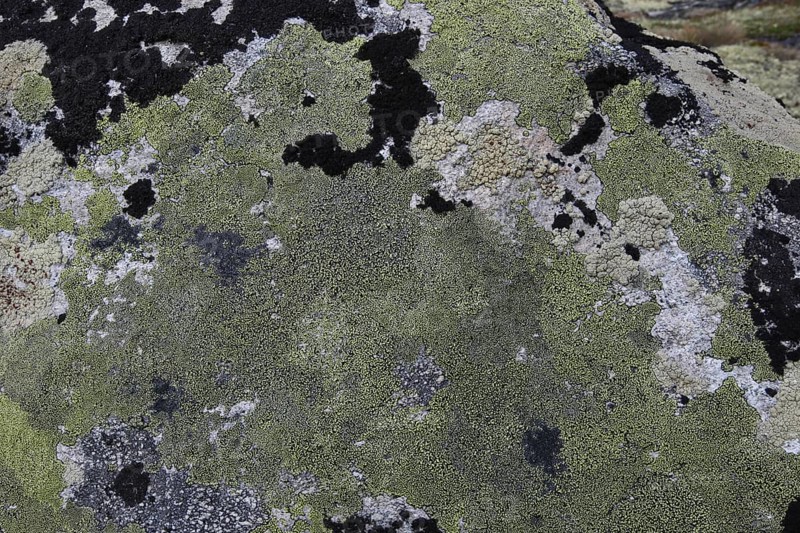 Map lichen (Rhizocarpon geographicum) on a stone, Lapland, Norway, Scandinavia, Europe