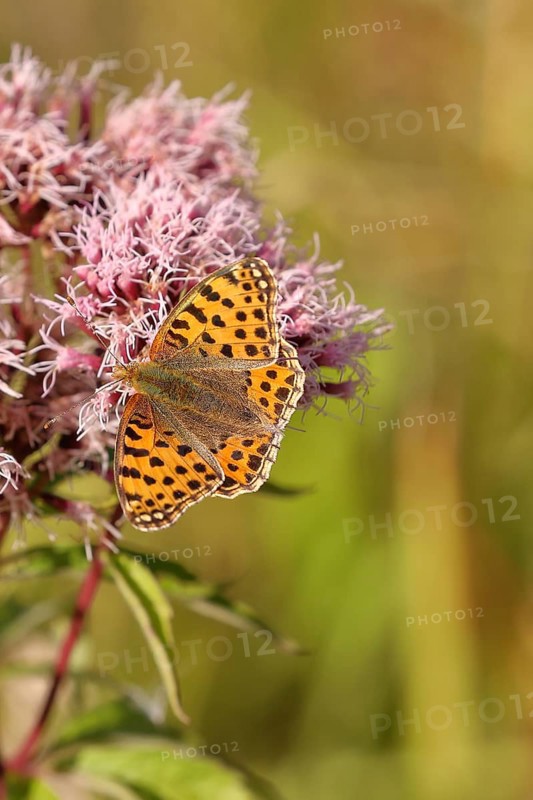 Queen of spain fritillary (Issoria lathonia), on common water aster (Asteraceae), Wilnsdorf, North Rhine-Westphalia, Germany, Europe