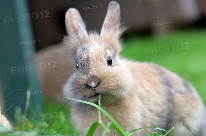 Rabbit (Cuniculus), Hare, Animal, Easter, Grass, Portrait, cute, A cute rabbit sits in the grass and eats a blade of grass