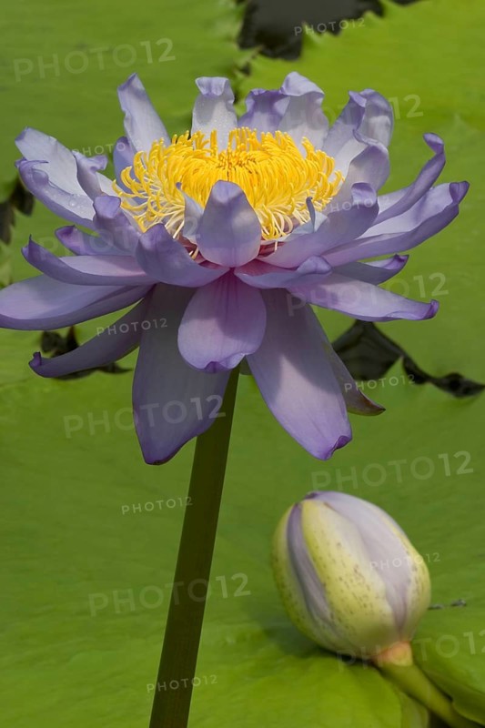 Giant water lily (Nymphaea gigantea), giant water lily