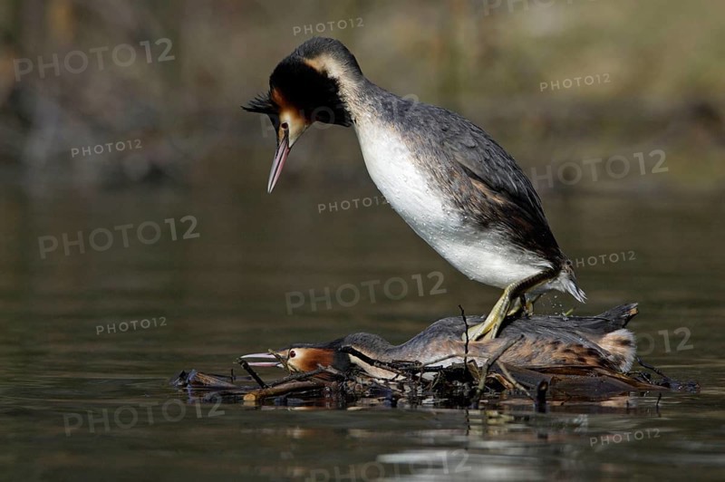Great Crested Grebes (Podiceps cristatus), pair, mating, Lower Saxony, Great crested grebe pair, copulating, Lower Saxony, Grebe, Germany, Europe