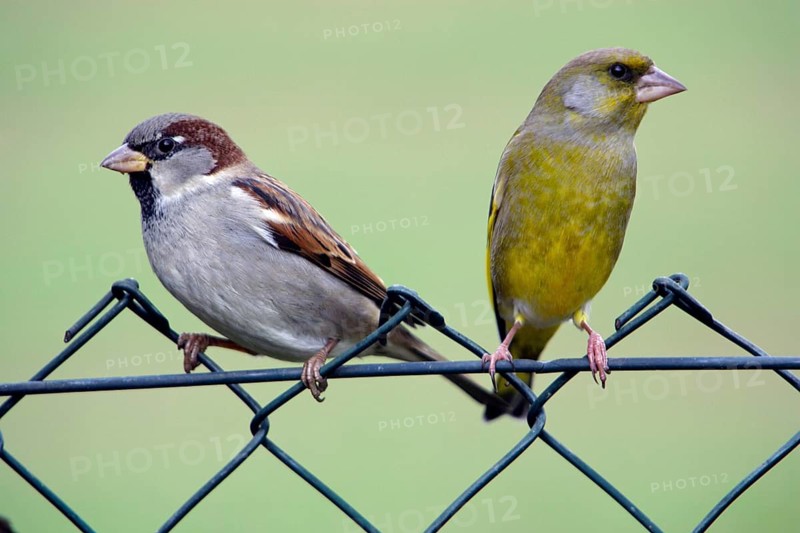 House Sparrow (Passer domesticus) and Greenfinch (Carduelis chloris) on garden fence, Lower Saxony, Germany, finches, Europe