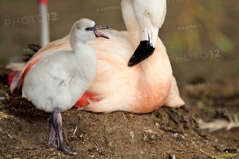 Chilean flamingo (Phoenicopterus chilensis) with chicks