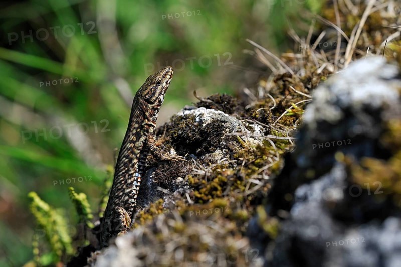 Common common wall lizard (Podarcis muralis) on rocks, La Brenne, France, Europe