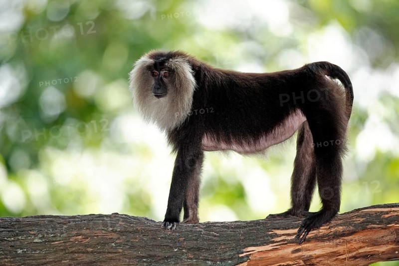 Lion-tailed macaque (Macaca silenus), page