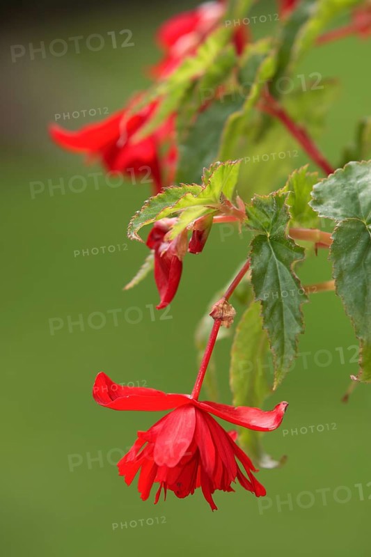 Begonia pendula (Begonia bertinii)