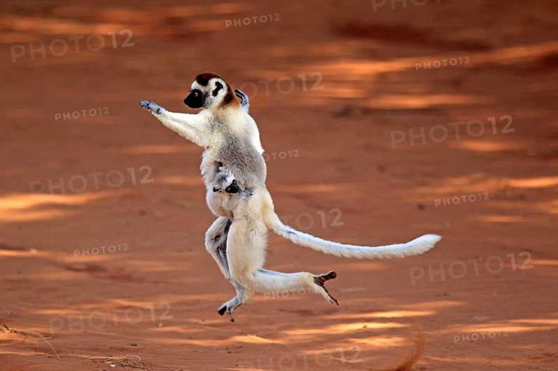 Verreaux's sifakas (Propithecus verreauxi), female and juvenile, Berenty Reserve, Madagascar, Africa