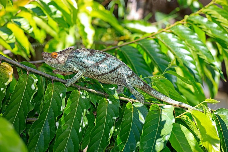 Parson's Chameleon (Calumma parsonii), male, Madagascar, Africa