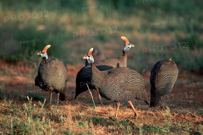 Helmeted Guineafowl (Numida meleagris), Samburu Game Reserve, Kenya, Africa