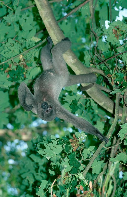 Gray Woolly Monkey (Lagothrix lagothricha cana)