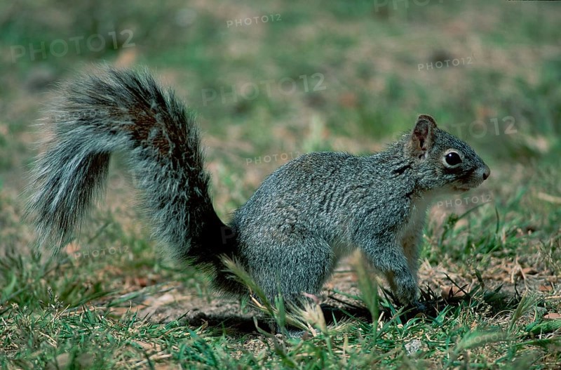 Arizona Grey Squirrel (Sciurus arizonensis), Sonora Desert, Arizona, USA, side, North America