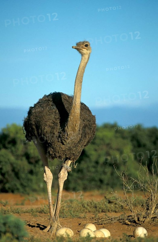 South African Ostrich (Struthio camelus australis), female, Kruger national park, South Africa, Africa