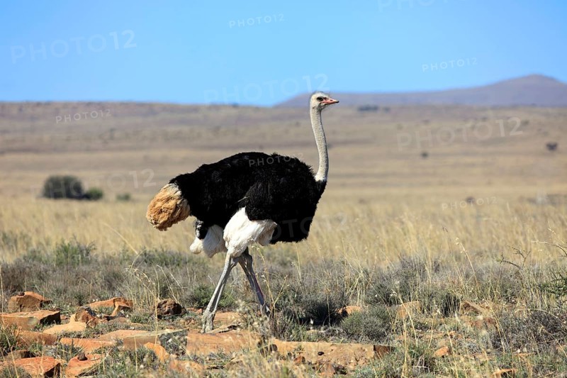 South african ostrich (Struthio camelus australis), male, Mountain Zebra National Park, South Africa, l.s, Africa