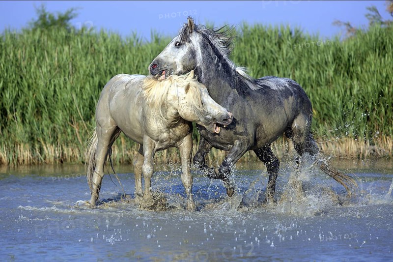 Camargue horses, stallions, Camargue, South of France, Camargue stallion, white stallion