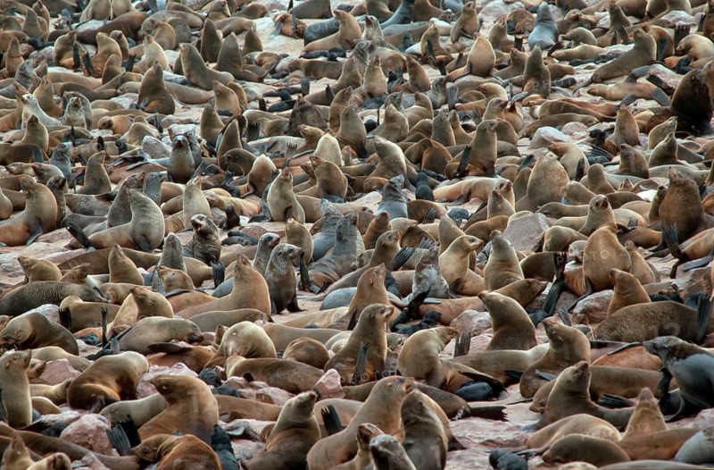 South African fur seal (Arctocephalus pusillus) colony, Cape Cross, pygmy fur seal, cape fur seal, South African fur seal, Namibia, Africa