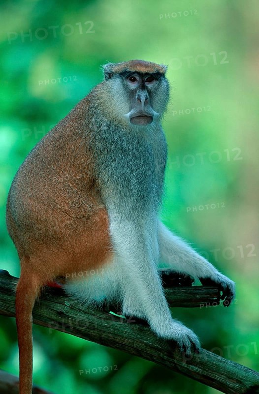 Great Spectacled Monkey, white nose hussar monkey (Erythrocebus patas pyrrhonotus)