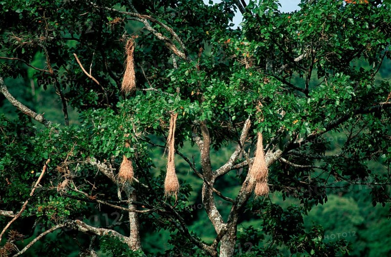 Crested Oropendola (Psarocolius decumanus) colony, Asa Wright nature centre, Trinidad, Kraehenstirnvogelkolonie, Asa Wright Naturzentrum, Trinidad, Krähenstirnvogel, Kraehen-Stirnvogel, Krähen-Stirnvogel, Karibik, Caribbean