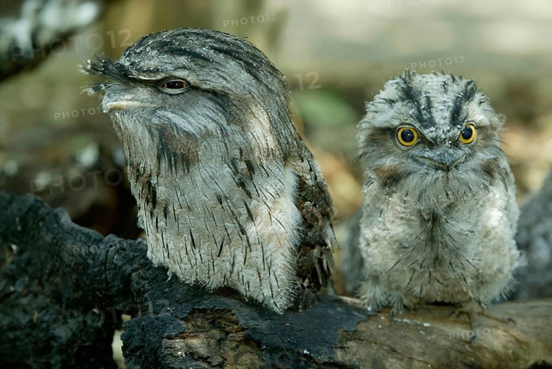 Tawny Frogmouth (Podargus strigoides) with young, Australia, Eulenschwalm mit Jungvogel, Australien /, Oceania