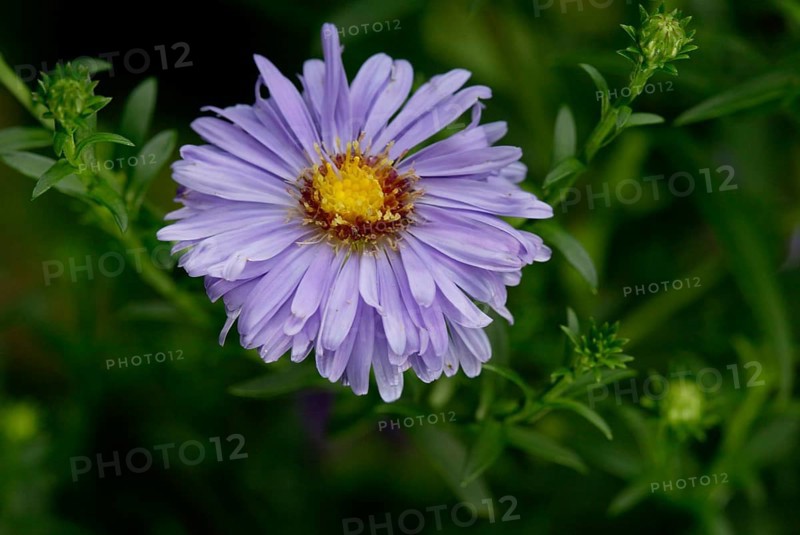 Italian Aster (Aster amellus), Berg-Aster, Blumen, flowers, Gartenpflanzen, garden plants, Korbbluetengewaechse, Koepfchenbluetler, violett, Querformat, horizontal, Blueten, blossom (Compositae), bloom