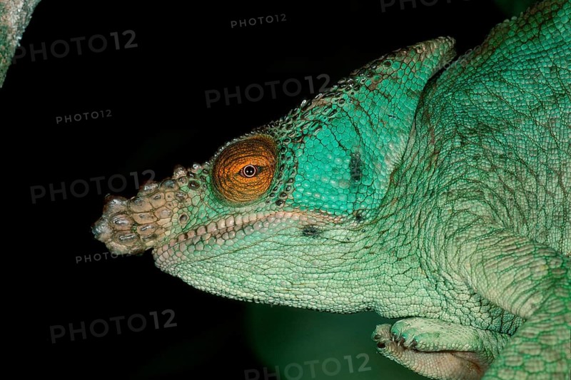 Parson's Chameleon, female, Madagascar (Chamaleo parsonii), side