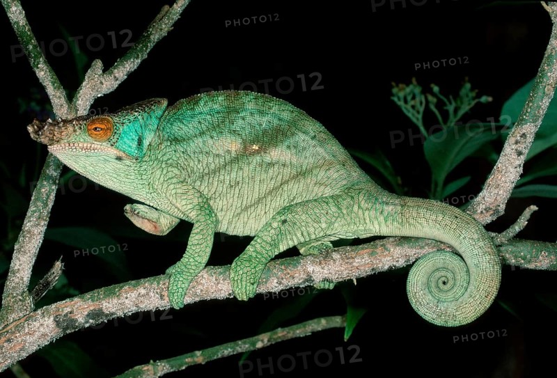 Parson's Chameleon, male, Madagascar (Chamaleo parsonii), side