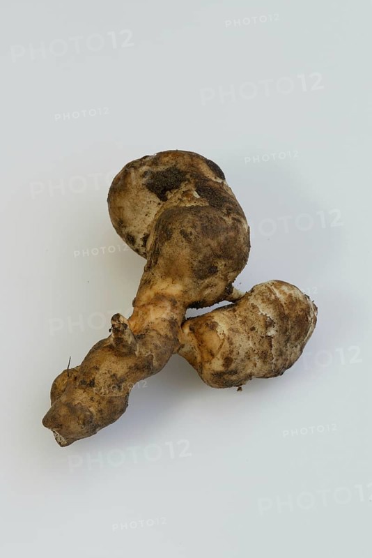 Jerusalem artichoke (Helianthus tuberosus) useful plants (Compositae), composite plants, cephalopods, indoor, studio, free-standing, object, medicinal herbs