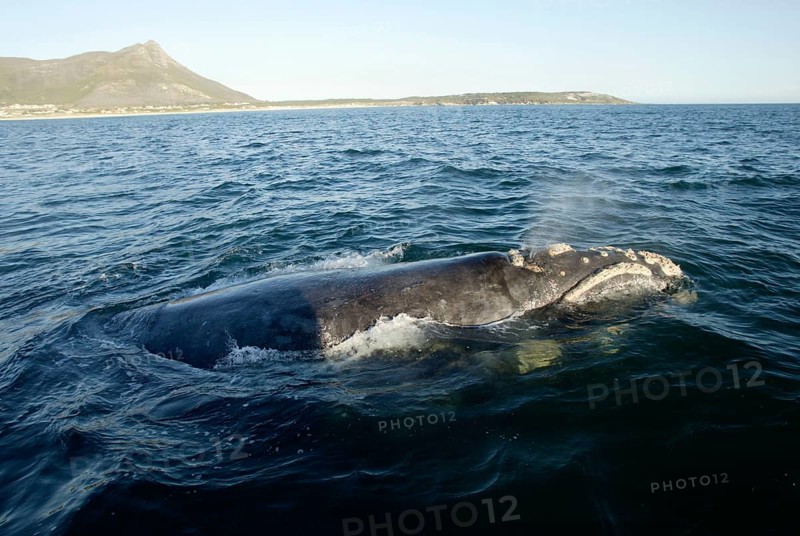 Southern Right Whale (Eubalaena australis), South_Africa (Balaena glacialis australis)
