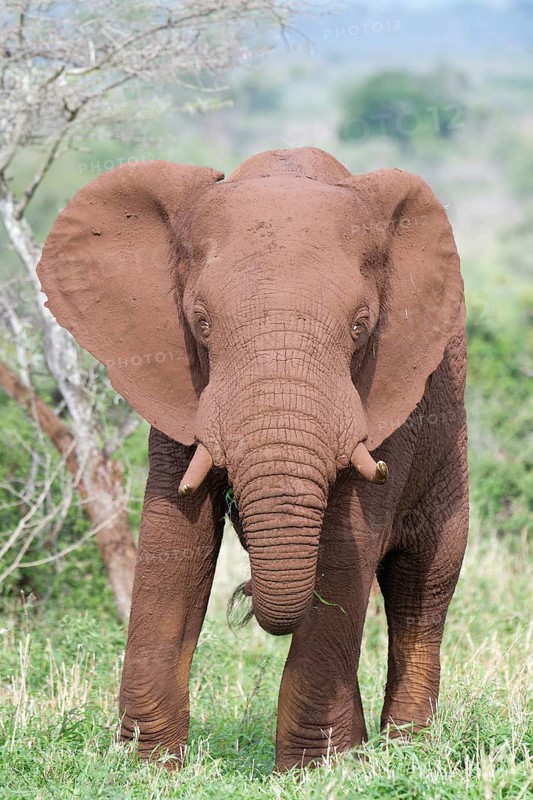 African bush elephant (Loxodonta africana) covered with red soil walking in the savannah, Kwazulu Natal Province, South Africa, Africa